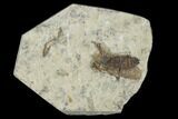 Fossil March Fly (Plecia) - Green River Formation #138473-1
